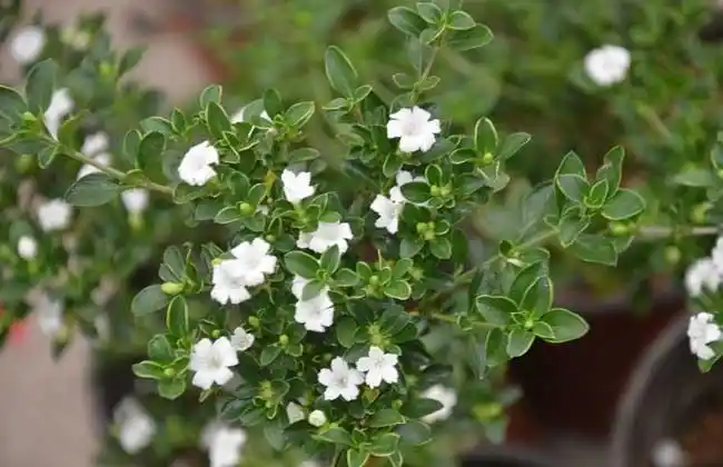 六月雪种类图片大全