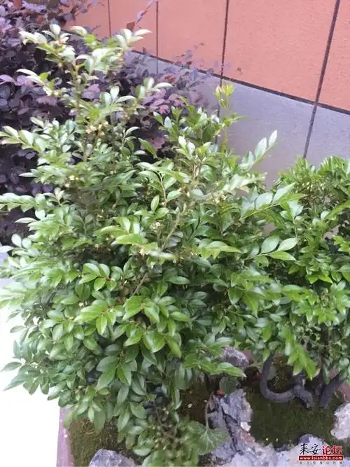 小叶紫檀开花了