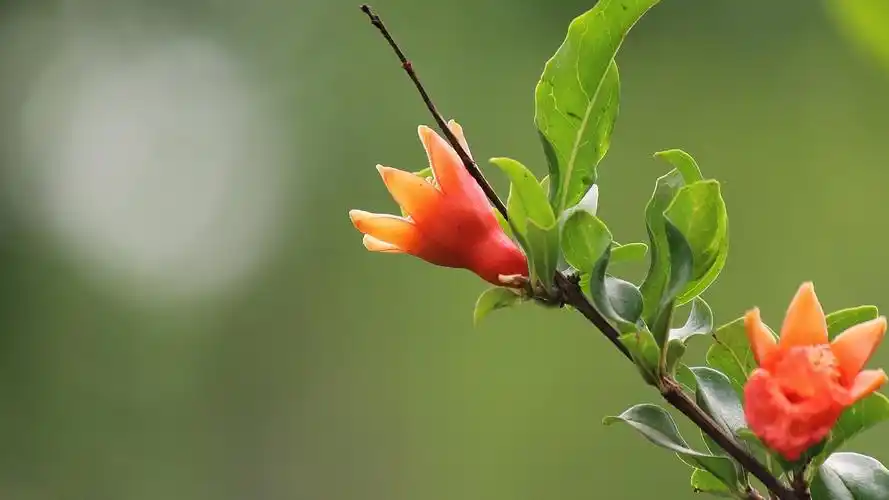 石榴花唯美写真,高清图片,电脑桌面-壁纸族