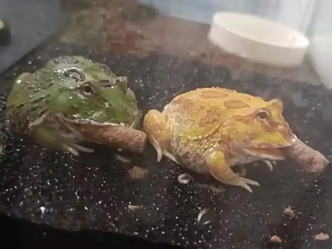 我的角蛙会抽烟