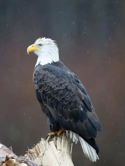 白头海雕华盛顿州常见鸟