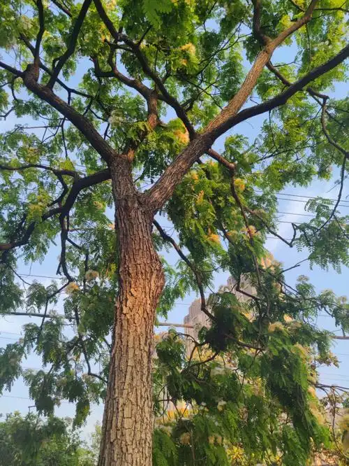 合欢树居然有黄色的