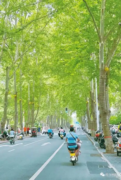 西苑路上,不禁遥想1416年前,或许谁也没有想到那20箱牡丹,会给洛阳