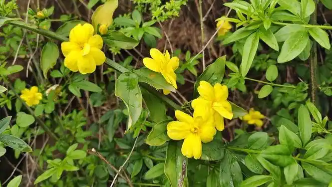 春满庐陵野迎春花美丽绽放