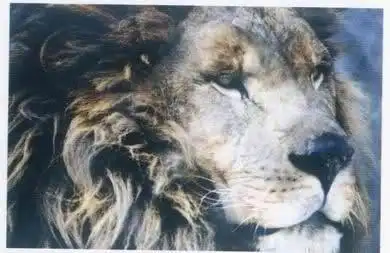 世界仅存一只将灭绝的藏獒之王鬼獒王