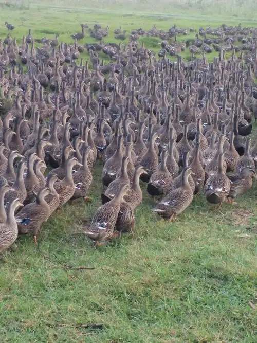 水鸭 母 半圈养半散养 2-3斤