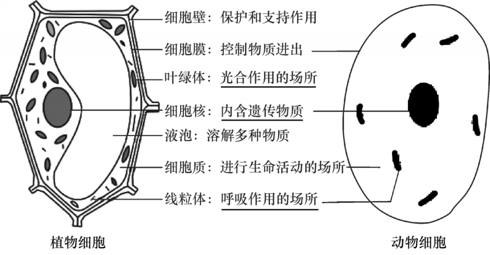 初中生物识图题常用结构示意图汇总复习必备