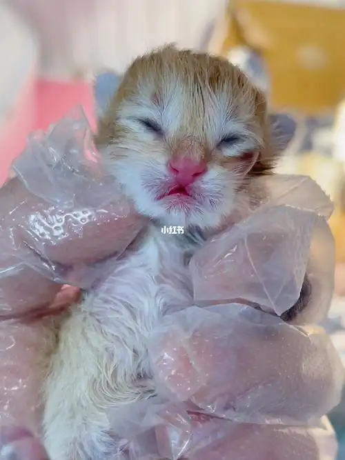 长毛金渐层刚出生的样子好可爱
