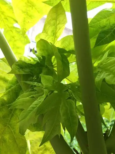 非常护眼的绿色木瓜叶