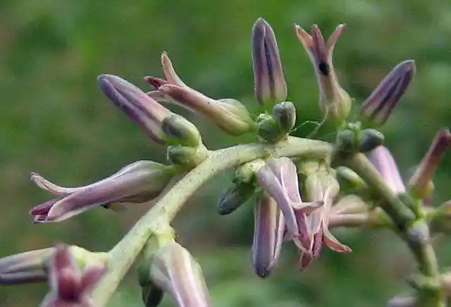 七绝知母(林西中草药之十四)