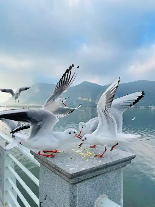 让彩云伴海鸥飞翔在天空