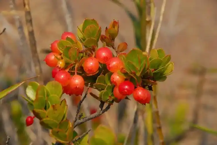 杜鹃花科火山越橘(vaccinium reticulatum),特有种.