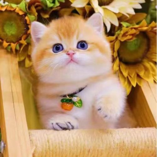 英短金渐层ny12纯种幼猫蓝金渐层银渐层活体幼崽长毛宠物猫咪活物