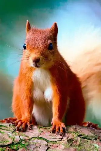 可爱的松鼠,棕,树,背景虚化 iphone 壁纸