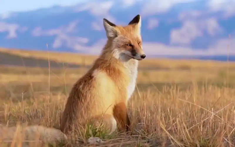 【赛里木湖】网红火狐狸来了