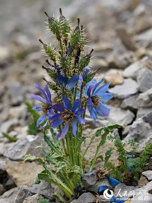 多刺绿绒蒿.陈俊通摄(中国科学院昆明植物研究所供图)