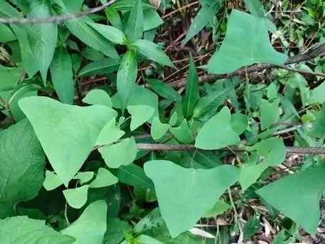山上药材图片大全,山上3种有刺的野生植物,全是名贵药材,看看你都认识