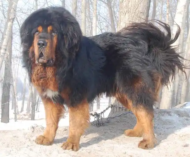 一只藏獒害了一家四口