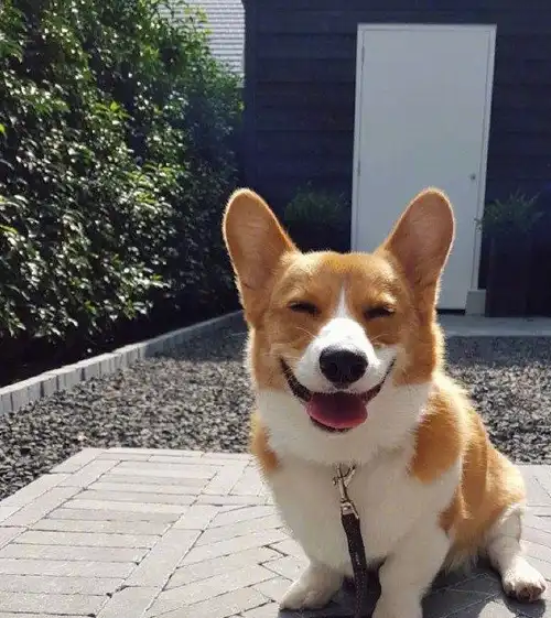 原创给拉布拉多做了个金针菇造型回家狗狗就不理人了