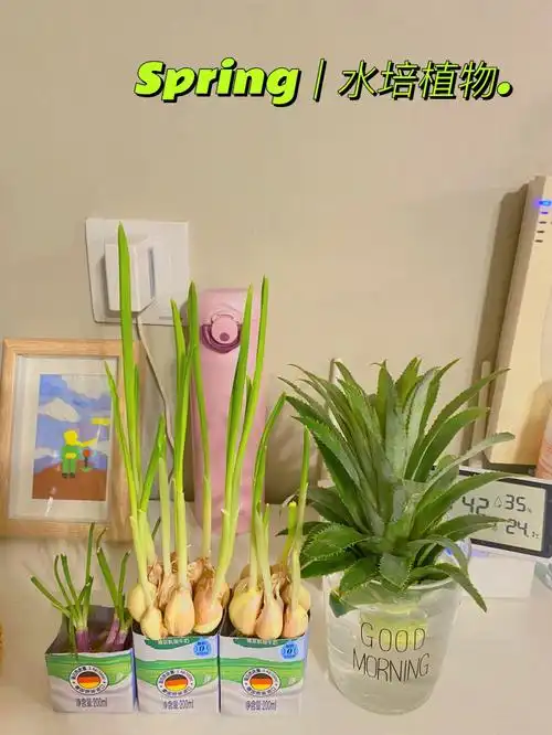 74不花冤枉钱的水培蔬菜可太治愈啦