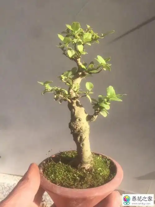 小叶女贞盆景日常养护容易出现的问题