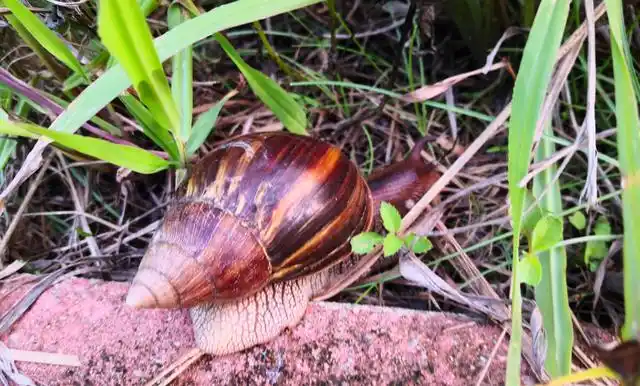 如果提到非洲大蜗牛在我国的北方很少见,它们原产自