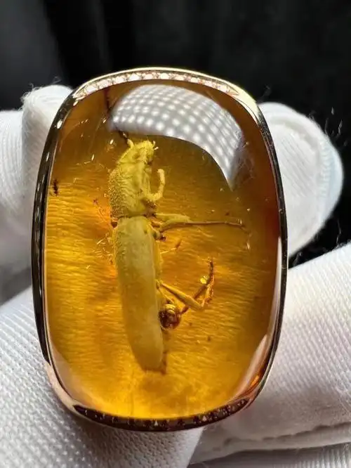 完整清晰虫珀