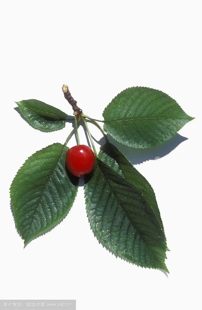 樱桃用树叶