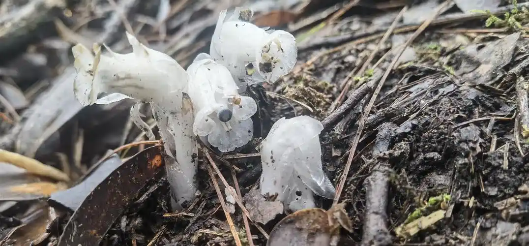 生态云南森林中的白色幽灵水晶兰现身