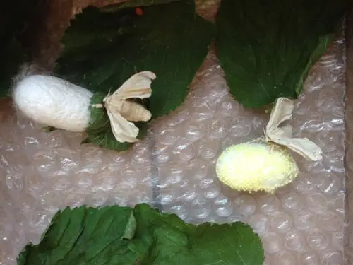 今天,自己养的蛾生小卵了,该怎么处理?要孵化几天?