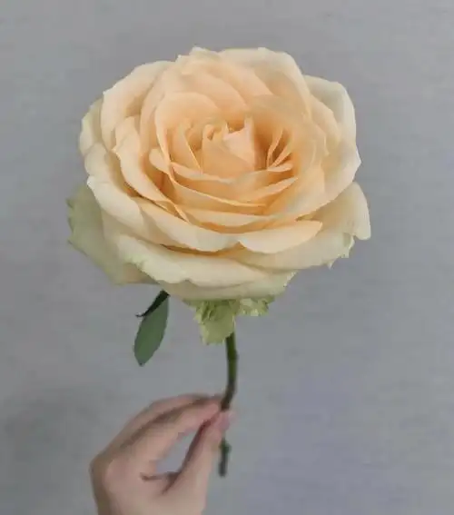 每日一花蜜桃雪山玫瑰