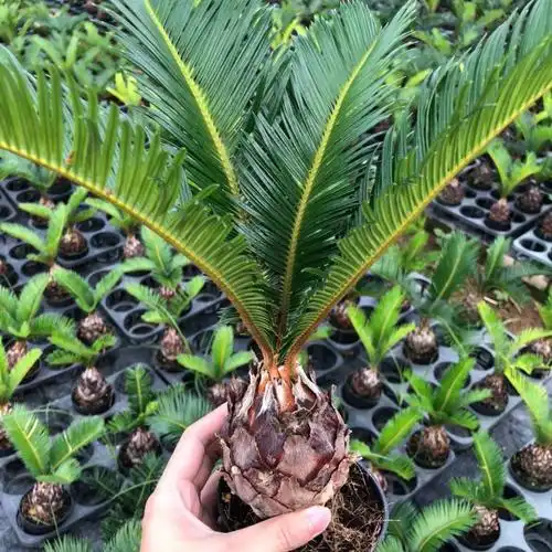 铁树盆景植物盆栽四季常青室外内客厅办公室庭院阳台苏铁耐寒绿植