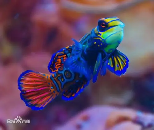 多彩麒麟鱼01