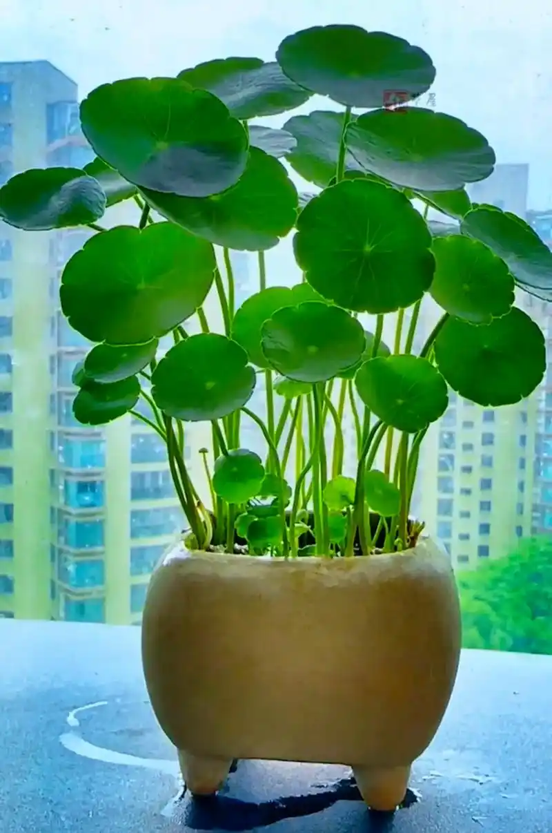 几张图证明我是铜钱草种植爱好者.#铜钱草 #养花修心 #水培 - 抖音