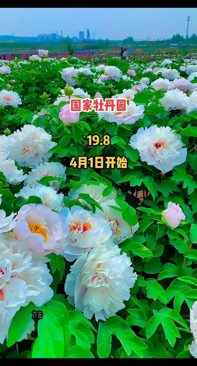 洛阳国家牡丹园,19.8赏牡丹花4月1日开始#国色天香牡丹花 - 抖音
