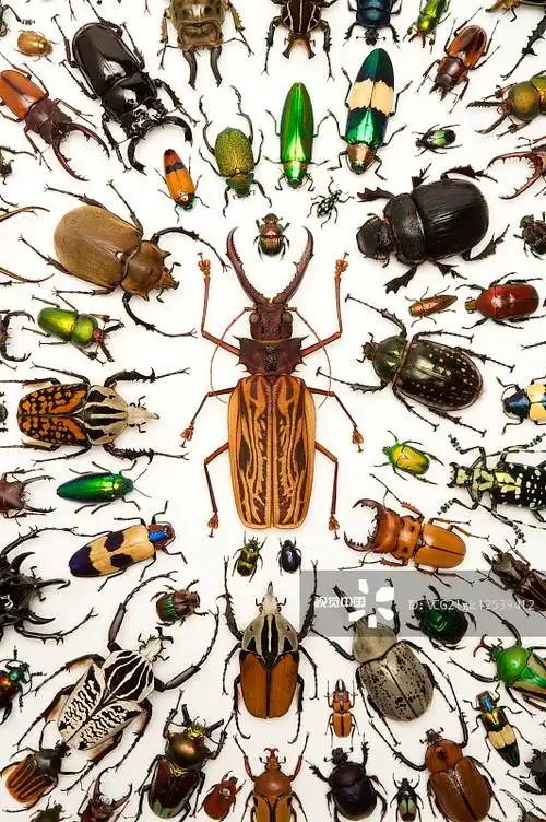 锹形虫天牛金龟子吉丁虫甲虫昆虫鞘翅目图片素材