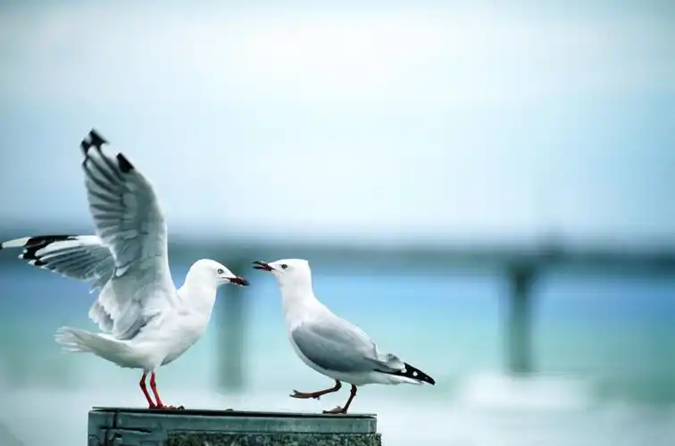 我想把那两只海鸥的边线和虚化和背景融合到一起需要用ps怎么操作,急