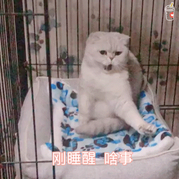 猫咪 猫猫表情包