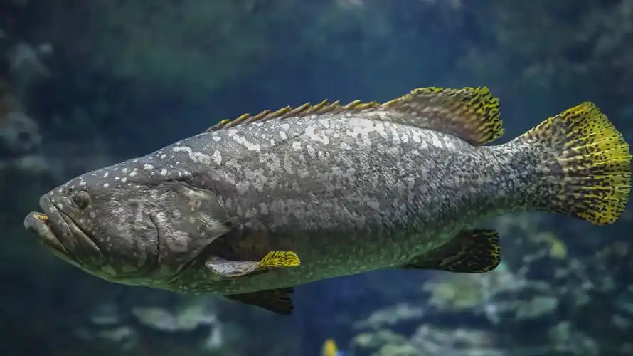 珍珠斑是海鱼还是淡水鱼(珍珠斑是海水鱼还是淡水鱼) - 直播好站