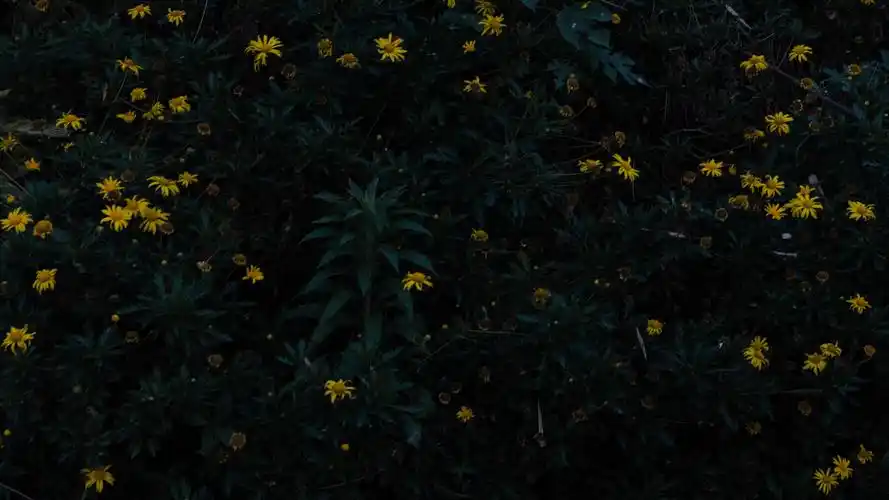 ins风小清新黄金菊