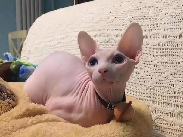 为什么没人敢养"无毛猫"?告诉你有这些真相