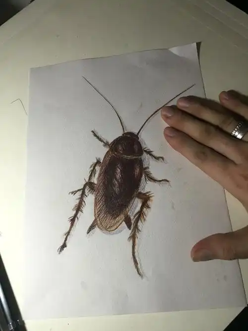 临摹-写实风格.蟑螂临摹