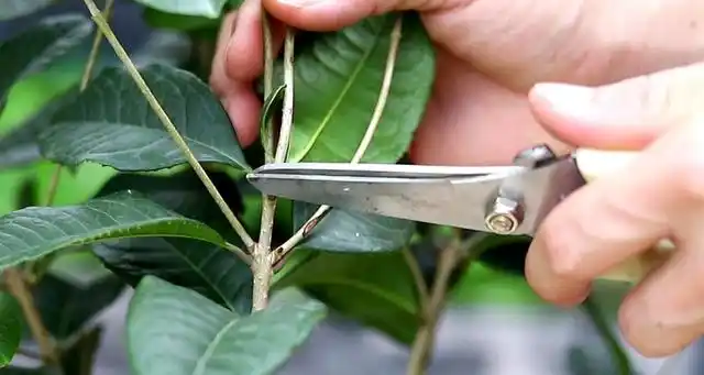 桂花树什么时候扦插成活率高