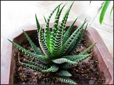 中国斑纹芦荟常绿植物图片