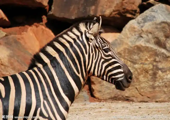 哈士奇 狼摄影图__野生动物_生物世界_摄影图库_昵图 | long hairstyl