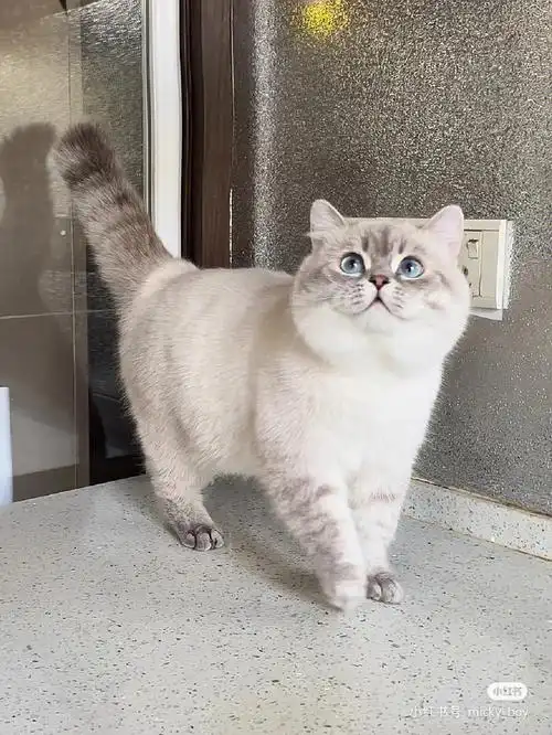 求一只山猫重点英短