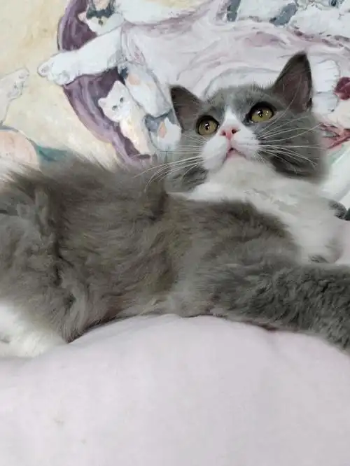 长毛蓝白公四个月