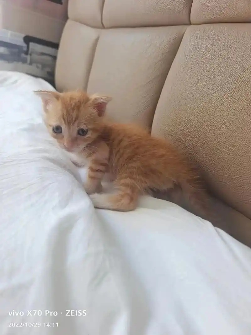 江门橘猫待领养.寻有缘领养人:有三只橘黄色幼猫咪马上断奶,已 - 抖音