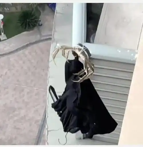 杭州男子的衣服掉下窗台急中生智让大闸蟹帮忙网友学到了