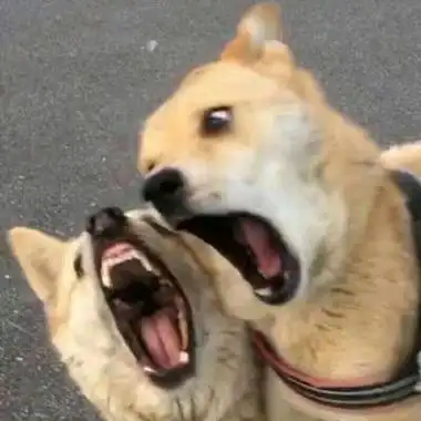 高清猫狗情侣头像图片一左一